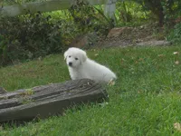 Flurry, a male Anatolian Shepherd Dog and Great Pyrenees for sale in Newburg, PA – 4 of 5