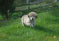Festus, a male Anatolian Shepherd Dog and Great Pyrenees for sale in Newburg, PA – 2 of 4