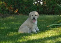 Fletcher, a male Anatolian Shepherd Dog and Great Pyrenees for sale in Newburg, PA – 3 of 4