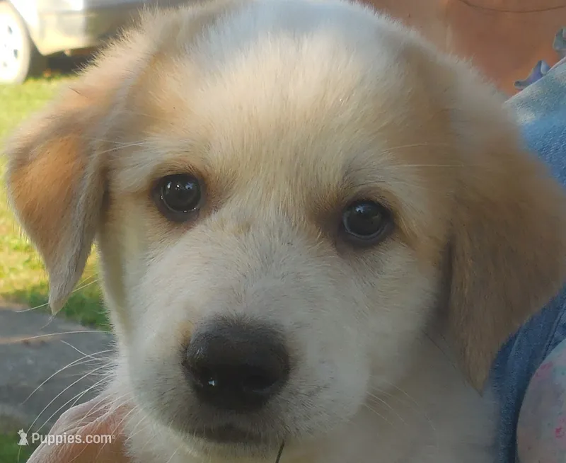 Finley – Anatolian Shepherd Dog, Great Pyrenees puppy for sale in Newburg, PA