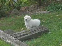 Flurry, a male Anatolian Shepherd Dog and Great Pyrenees for sale in Newburg, PA – 3 of 5