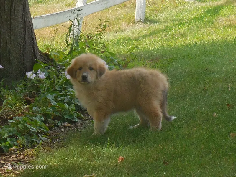 Frappachino – Anatolian Shepherd Dog, Great Pyrenees puppy for sale in Newburg, PA