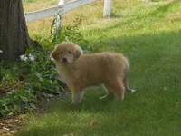 Frappachino, a male Anatolian Shepherd Dog and Great Pyrenees for sale in Newburg, PA – 1 of 5