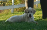 Finley, a male Anatolian Shepherd Dog and Great Pyrenees for sale in Newburg, PA – 3 of 3