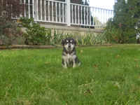 Fiona, a female Anatolian Shepherd Dog and Great Pyrenees for sale in Newburg, PA – 4 of 5