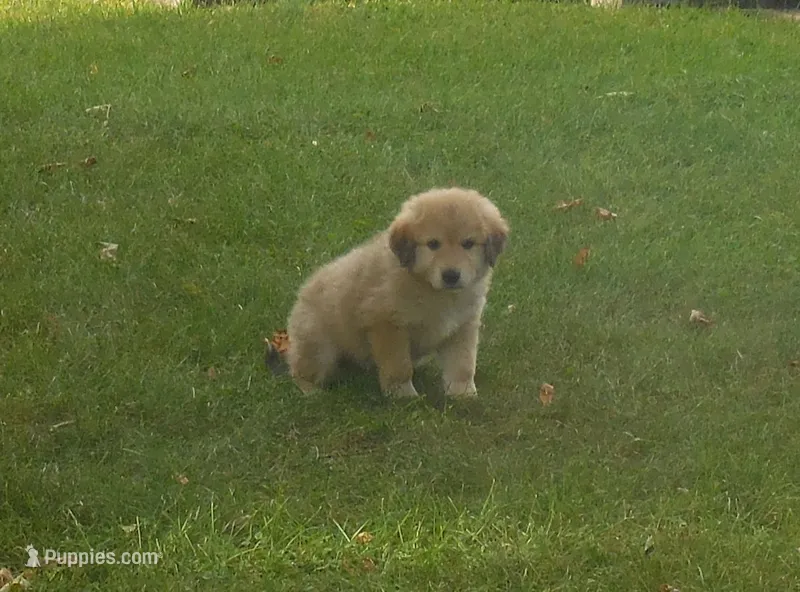 Festus – Anatolian Shepherd Dog, Great Pyrenees puppy for sale in Newburg, PA