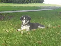 Fiona, a female Anatolian Shepherd Dog and Great Pyrenees for sale in Newburg, PA – 2 of 5