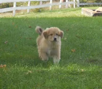 Frappachino, a male Anatolian Shepherd Dog and Great Pyrenees for sale in Newburg, PA – 4 of 5