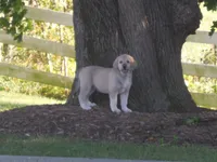 Fletcher, a male Anatolian Shepherd Dog and Great Pyrenees for sale in Newburg, PA – 4 of 4