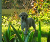 Fletcher, a male Anatolian Shepherd Dog and Great Pyrenees for sale in Newburg, PA – 2 of 4