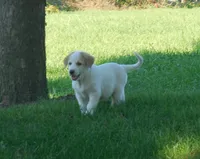 Finley, a male Anatolian Shepherd Dog and Great Pyrenees for sale in Newburg, PA – 2 of 3