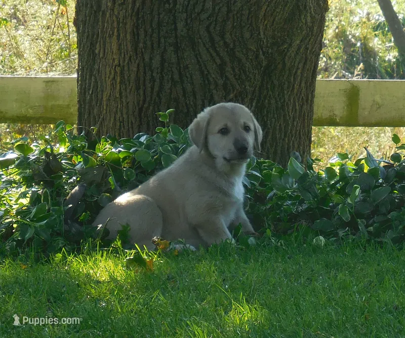Fletcher – Anatolian Shepherd Dog, Great Pyrenees puppy for sale in Newburg, PA
