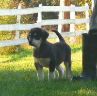 Felix, a male Anatolian Shepherd Dog and Great Pyrenees for sale in Newburg, PA – 2 of 4