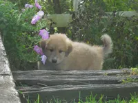 Frappachino, a male Anatolian Shepherd Dog and Great Pyrenees for sale in Newburg, PA – 2 of 5