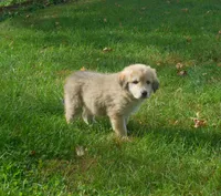 Festus, a male Anatolian Shepherd Dog and Great Pyrenees for sale in Newburg, PA – 4 of 4