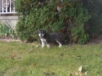 Fiona, a female Anatolian Shepherd Dog and Great Pyrenees for sale in Newburg, PA – 5 of 5
