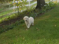 Flurry, a male Anatolian Shepherd Dog and Great Pyrenees for sale in Newburg, PA – 2 of 5