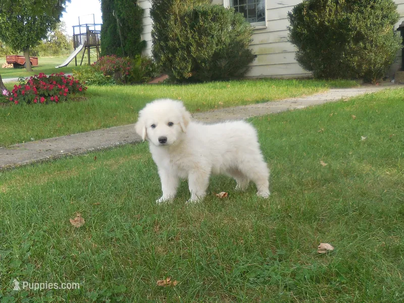 Flurry – Anatolian Shepherd Dog, Great Pyrenees puppy for sale in Newburg, PA