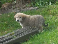 Festus, a male Anatolian Shepherd Dog and Great Pyrenees for sale in Newburg, PA – 3 of 4