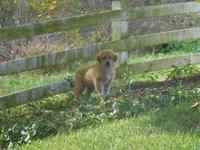 Frappachino, a male Anatolian Shepherd Dog and Great Pyrenees for sale in Newburg, PA – 3 of 5
