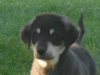 Felix, a male Anatolian Shepherd Dog and Great Pyrenees for sale in Newburg, PA – 3 of 4