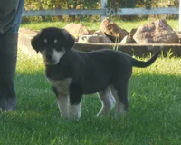 Felix, a male Anatolian Shepherd Dog and Great Pyrenees for sale in Newburg, PA – 4 of 4