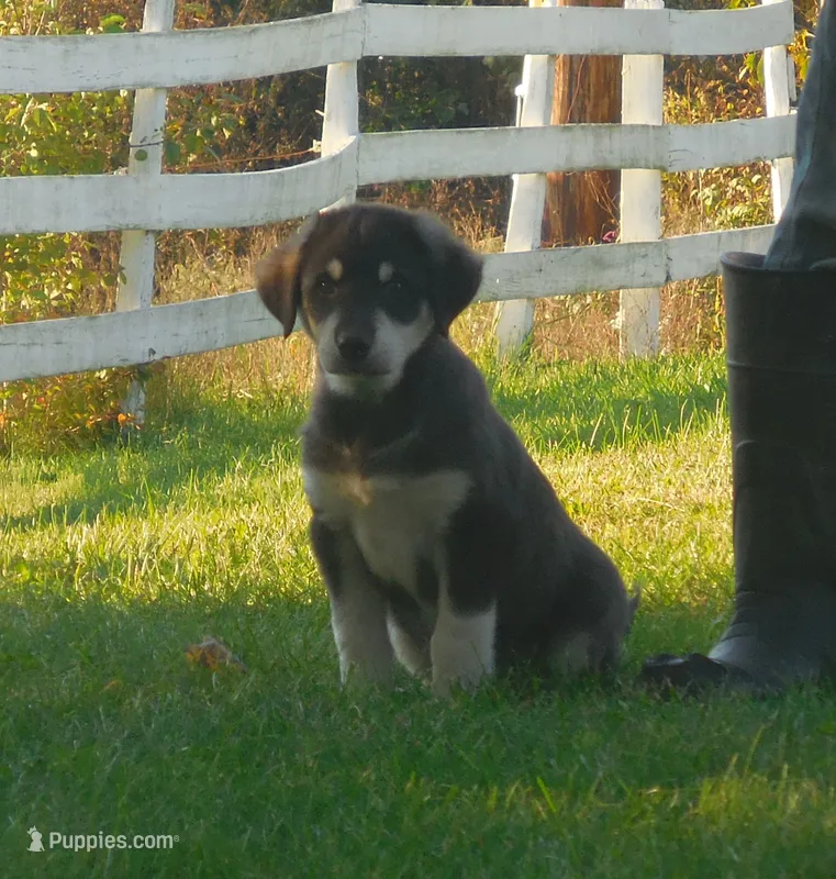 Felix – Anatolian Shepherd Dog, Great Pyrenees puppy for sale in Newburg, PA