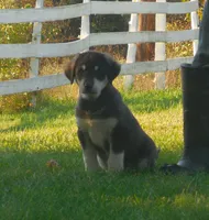 Felix, a male Anatolian Shepherd Dog and Great Pyrenees for sale in Newburg, PA – 1 of 4