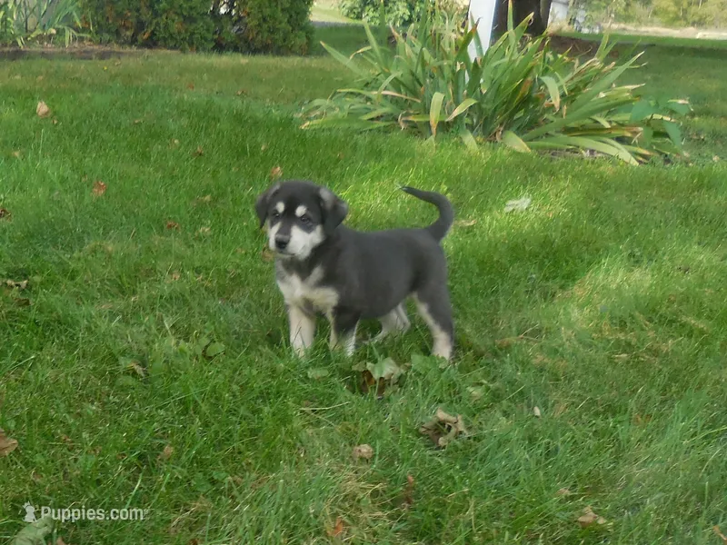 Fiona – Anatolian Shepherd Dog, Great Pyrenees puppy for sale in Newburg, PA