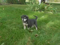 Fiona, a female Anatolian Shepherd Dog and Great Pyrenees for sale in Newburg, PA – 1 of 5