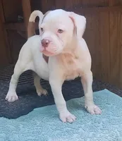 Brad Pitt, a male American Bulldog for sale in Fairburn, GA – 7 of 8