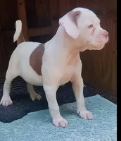 Brad Pitt, a male American Bulldog for sale in Fairburn, GA – 6 of 8