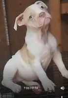 Margot Robbie, a female American Bulldog for sale in Fairburn, GA – 4 of 6