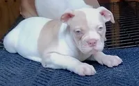 Margot Robbie, a female American Bulldog for sale in Fairburn, GA – 2 of 6