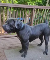 Mystique , a female Boerboel for sale in Fairburn, GA – 2 of 3