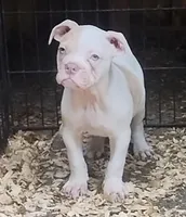 Margot Robbie, a female American Bulldog for sale in Fairburn, GA – 6 of 6
