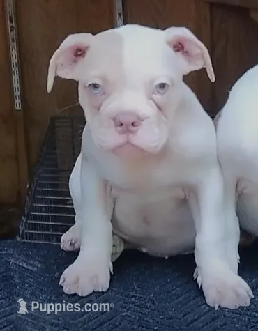 Margot Robbie – American Bulldog puppy for sale in Fairburn, GA