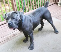 Mystique , a female Boerboel for sale in Fairburn, GA – 3 of 4