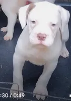 Brad Pitt, a male American Bulldog for sale in Fairburn, GA – 4 of 8