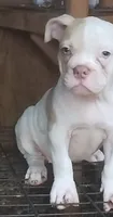 Margot Robbie, a female American Bulldog for sale in Fairburn, GA – 5 of 6