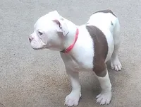 Ginger rogers, a female American Bulldog for sale in Fairburn, GA – 2 of 6