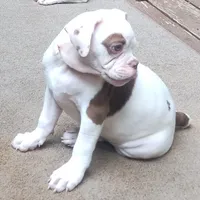 Ginger rogers, a female American Bulldog for sale in Fairburn, GA – 6 of 6