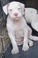 Brad Pitt, a male American Bulldog for sale in Fairburn, GA – 2 of 8