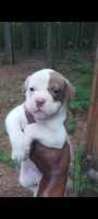 Angelina Jolie , a female American Bulldog for sale in Fairburn, GA – 6 of 7
