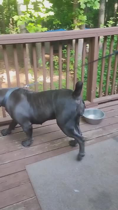 Mystique , a female Boerboel for sale in Fairburn, GA – 4 of 4