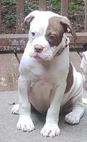 Angelina Jolie , a female American Bulldog for sale in Fairburn, GA – 2 of 7