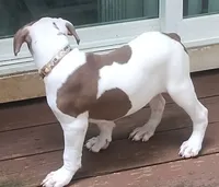 Angelina Jolie , a female American Bulldog for sale in Fairburn, GA – 3 of 7