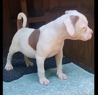 Brad Pitt, a male American Bulldog for sale in Fairburn, GA – 8 of 8