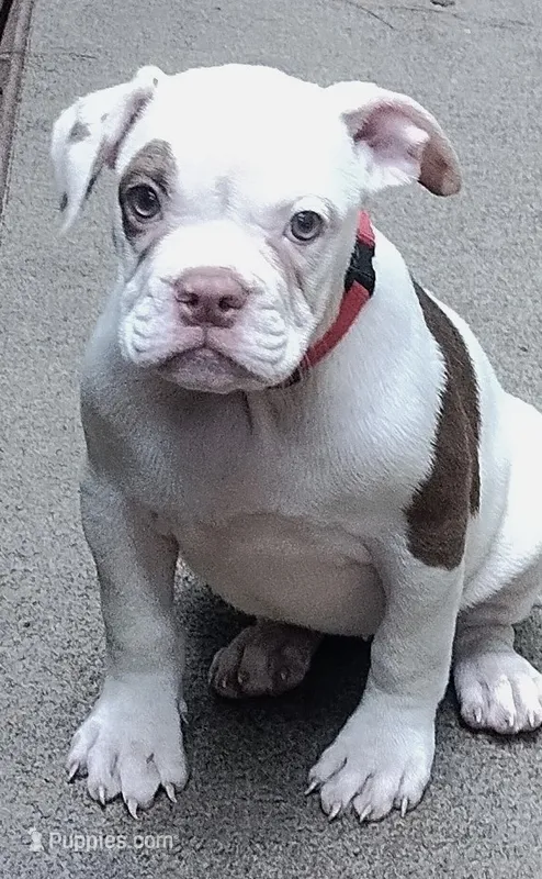 Ginger rogers – American Bulldog puppy for sale in Fairburn, GA