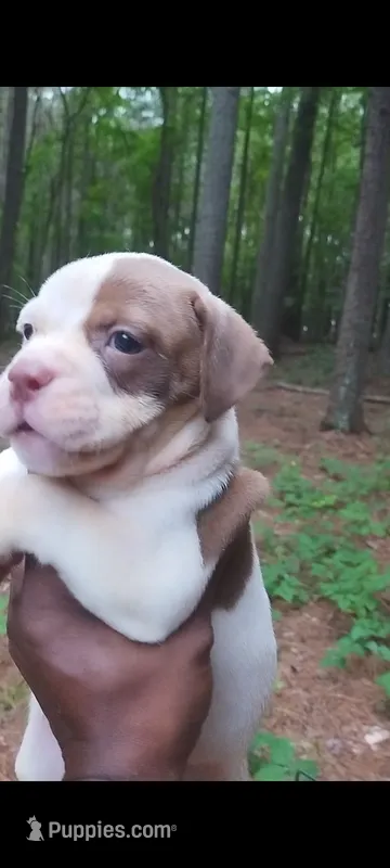 Angelina Jolie  – American Bulldog puppy for sale in Fairburn, GA